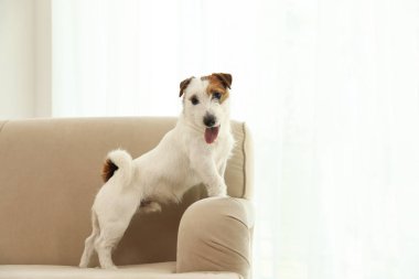 Evdeki kanepede oturan sevimli Jack Russell Terrier. Güzel köpek.