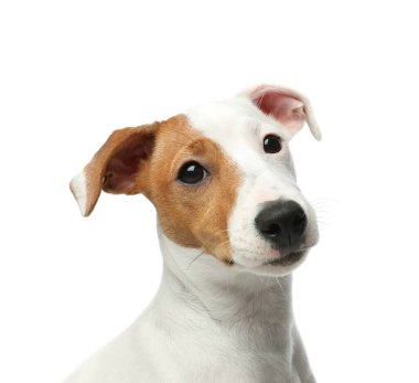 Beyaz arka planda şirin Jack Russel Terrier. Güzel köpek.