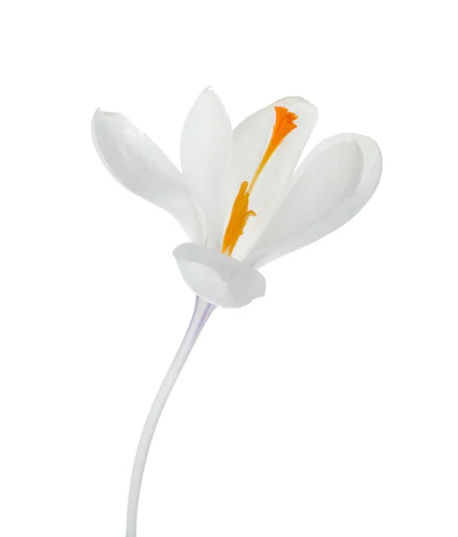 Beyaz Üzerine Izole Edilmiş Güzel Bir Kır Çiçeği Bahar Mevsimi — Stok fotoğraf