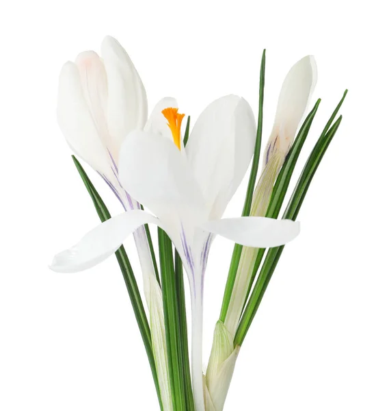 Gyönyörű Crocus Virágok Elszigetelt Fehér Tavaszi Szezon — Stock Fotó