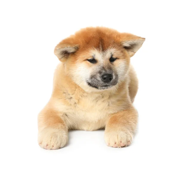 Söt Akita Inu Valp Vit Bakgrund Bebisdjur — Stockfoto