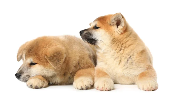 Lindos Cachorros Akita Inu Sobre Fondo Blanco Bebé Animales — Foto de Stock