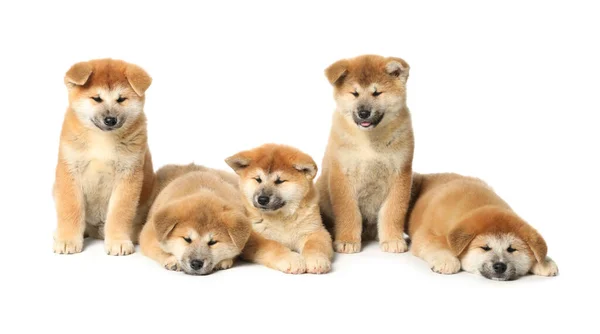 Cute Akita Inu Puppies White Background Baby Animals — Stock Photo, Image