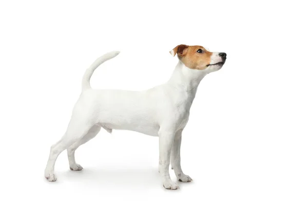 Roztomilý Jack Russel Teriér Bílém Pozadí Krásný Pes — Stock fotografie