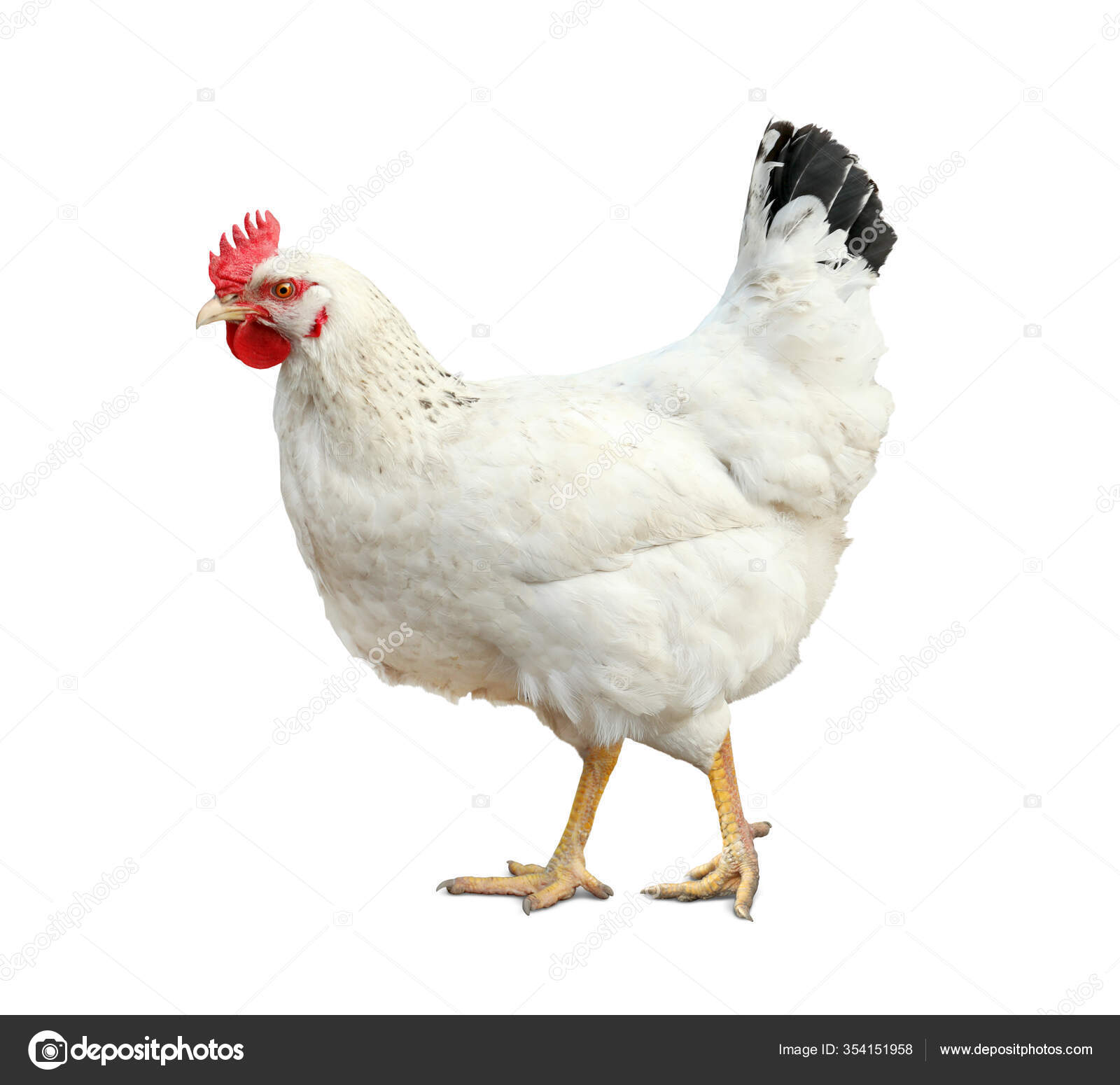 Beautiful Chicken White Background Domestic Animal Stock Photo by ...