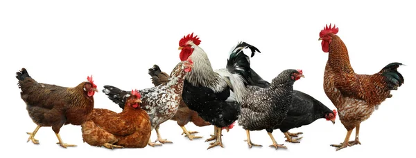 Vackra Kycklingar Och Tuppar Vit Bakgrund — Stockfoto