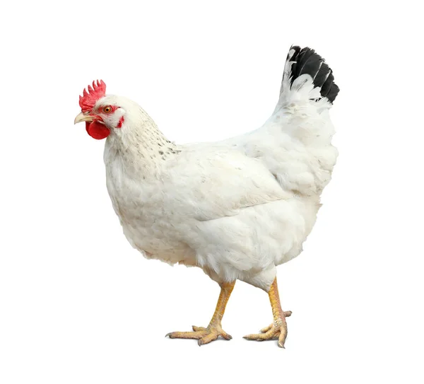 Красивая Курица Белом Фоне Домашние Животные — стоковое фото