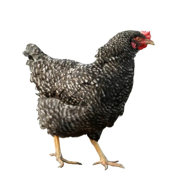 Vacker Kyckling Vit Bakgrund Husdjur — Stockfoto