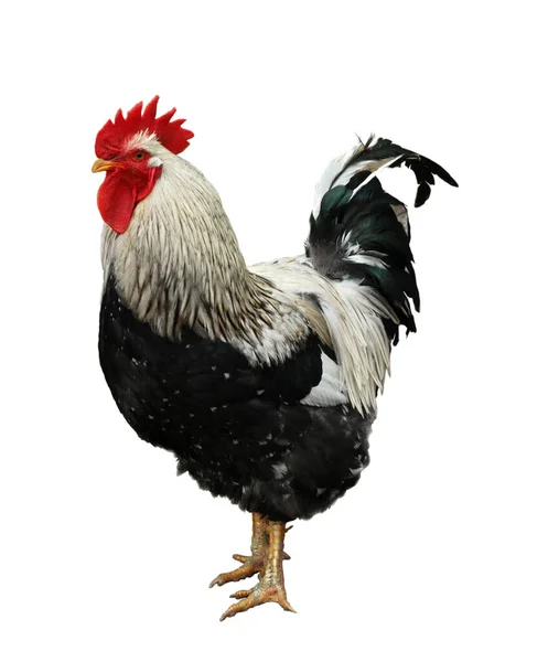 Beautiful Rooster White Background Domestic Animal — Stock Photo, Image