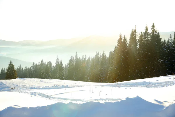 Picturesque view of conifer forest covered with snow on winter day