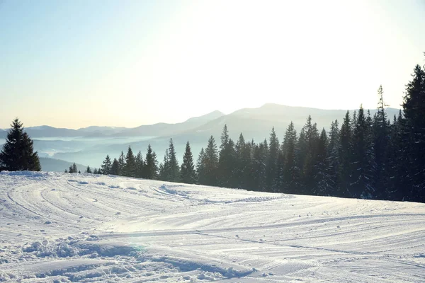 Vue Pittoresque Forêt Conifères Couverte Neige Jour Hiver — Photo