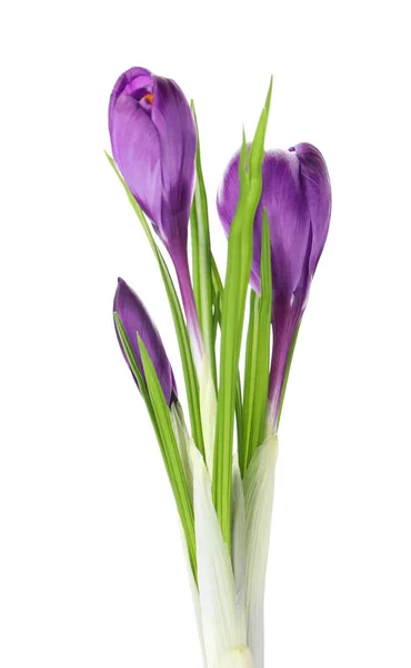 Belles Fleurs Crocus Violet Isolé Sur Blanc Saison Printemps — Photo