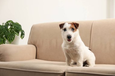 Evdeki kanepede oturan sevimli Jack Russell Terrier. Güzel köpek.