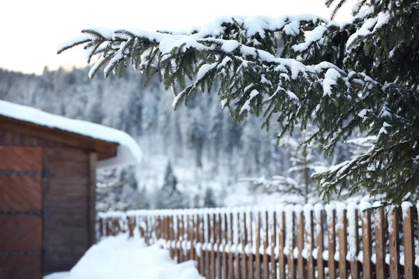 Ramas Abeto Cubiertas Nieve Día Invierno —  Fotos de Stock