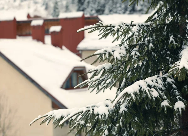 Tannenzweige Wintertag Mit Schnee Bedeckt — Stockfoto