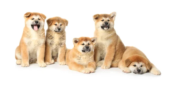 Lindos Cachorros Akita Inu Sobre Fondo Blanco Bebé Animales —  Fotos de Stock