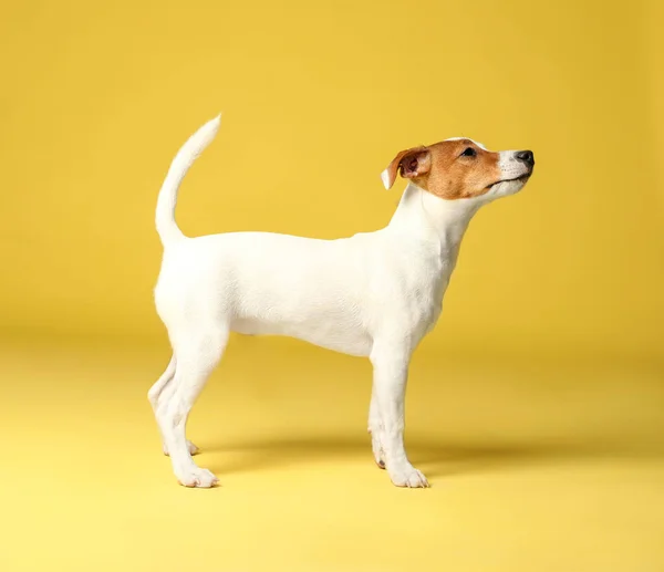 黄色の背景にかわいいジャック ラッセル テリア 素敵な犬 — ストック写真