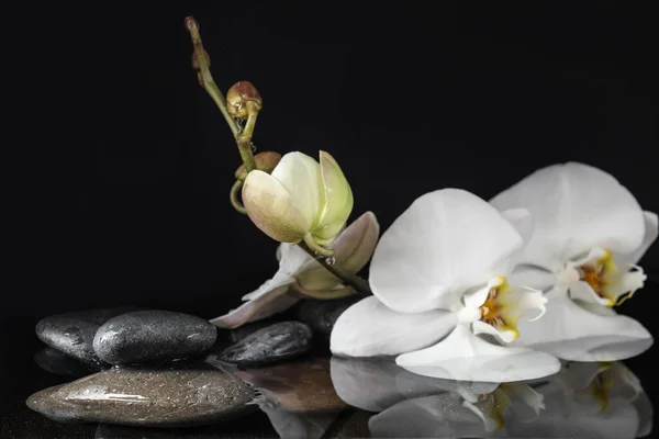 Pedras Flores Orquídeas Água Sobre Fundo Preto Estilo Vida Zen — Fotografia de Stock