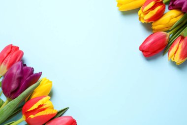 Açık mavi arka planda güzel bahar laleleri, düz bir zemin. Metin için boşluk