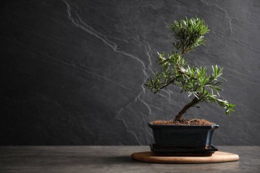 Japon bonsai bitkisi gri taş masada, yazı için yer var. Evde zen atmosferi oluşturuluyor