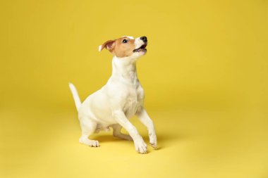Sarı arka planda şirin Jack Russel Terrier. Güzel köpek.