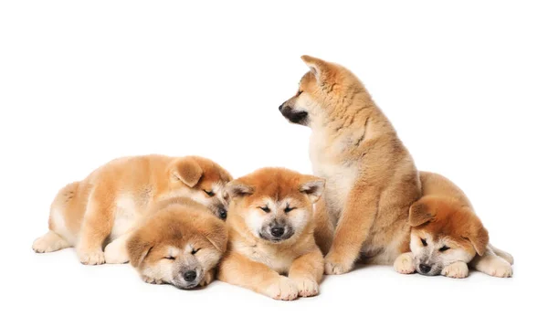 Lindos Cachorros Akita Inu Sobre Fondo Blanco Bebé Animales —  Fotos de Stock