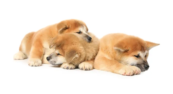 Cute Akita Inu Puppies White Background Baby Animals — Stock Photo, Image