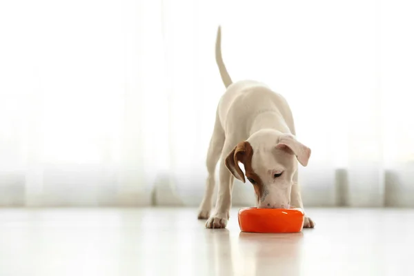 Χαριτωμένος Jack Russel Terrier Τρώει Εσωτερικούς Χώρους Χώρο Για Κείμενο — Φωτογραφία Αρχείου