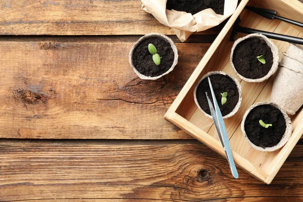 Composition Plate Avec Jeunes Plantules Sur Table Bois Espace Pour — Photo