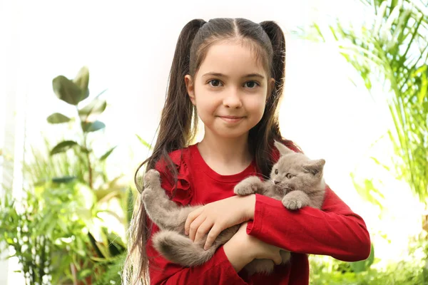 Portrét Dívky Držící Skotskou Rovnou Kočku Rozmazaném Pozadí — Stock fotografie