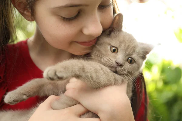 Girl Holding Scottish Straight Baby Cat Blurred Background Closeup — Stock Photo, Image
