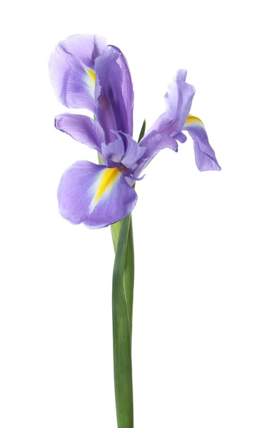 Beautiful Iris Isolated White Spring Flower — Stock Photo, Image