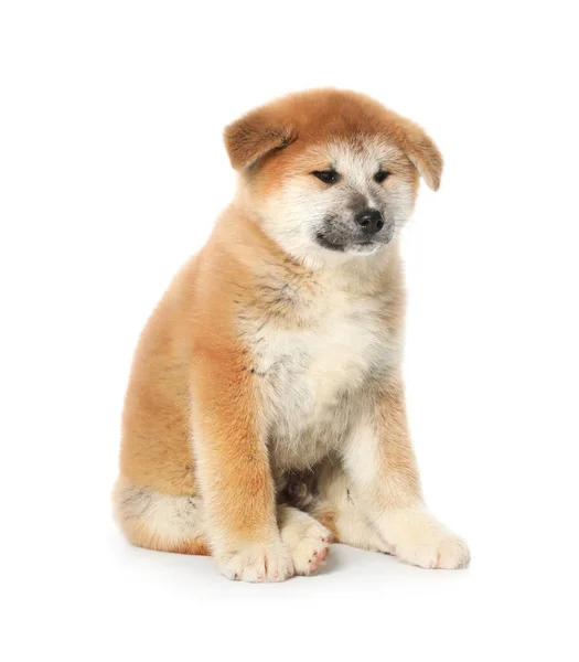 Cute Akita Inu Puppy White Background Baby Animal — Stockfoto