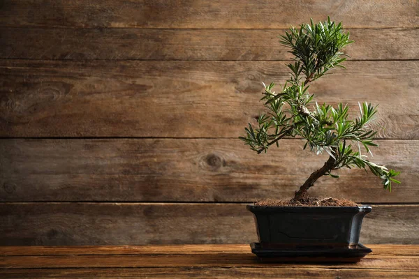 stock image Japanese bonsai plant on wooden table, space for text. Creating zen atmosphere at home