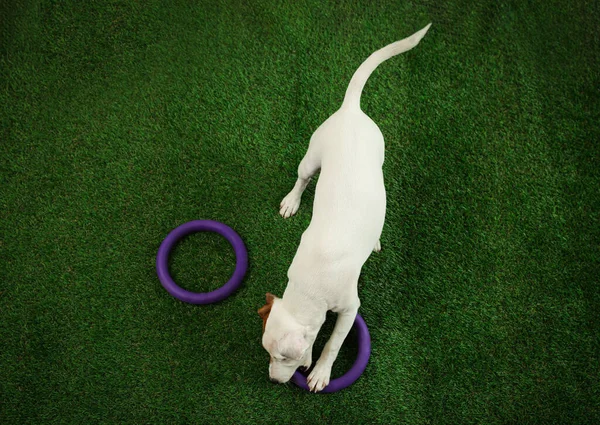 Roztomilý Jack Russel Teriér Hrát Hračkami Zelené Trávě Pohled Shora — Stock fotografie