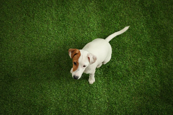 Aranyos Jack Russel Terrier Zöld Füvön Felülnézetből Szép Kutya — Stock Fotó