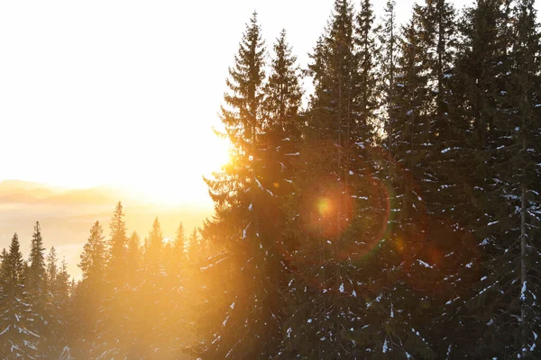 Schöne Berglandschaft Mit Sonnigem Wald Winter — Stockfoto