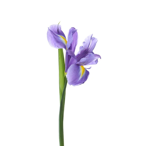 Vacker Iris Isolerad Vitt Vårblomma — Stockfoto