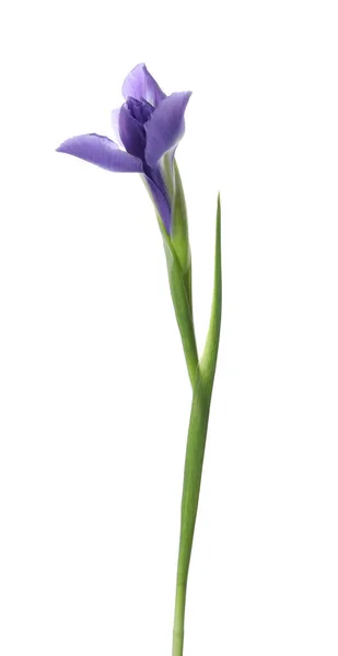 Beautiful Iris Isolated White Spring Flower — Stock Photo, Image