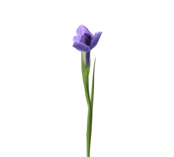 Mooie Iris Geïsoleerd Wit Voorjaarsbloem — Stockfoto