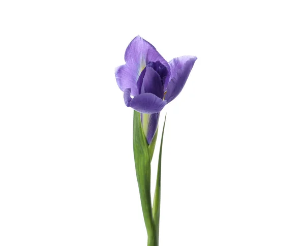 Schöne Iris Isoliert Auf Weiß Frühlingsblume — Stockfoto