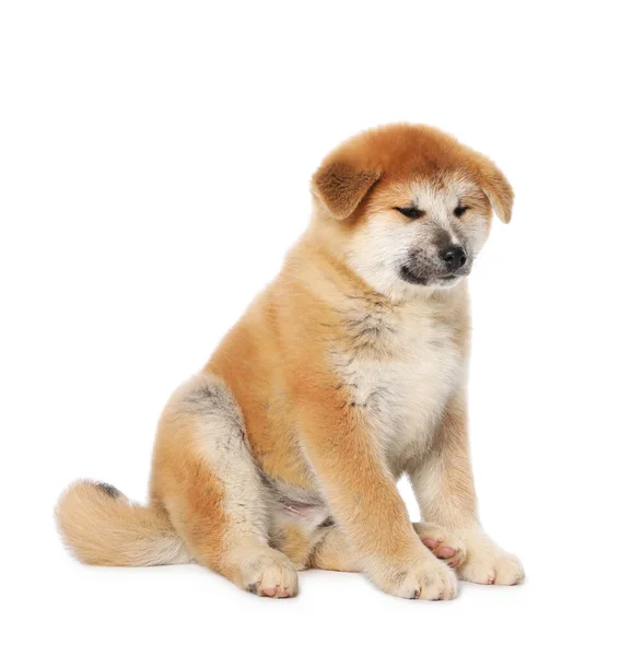 Carino Akita Inu Cucciolo Sfondo Bianco Bambino Animale — Foto Stock