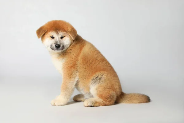 Bonito Cachorro Akita Inu Fundo Branco Bebê Animal — Fotografia de Stock