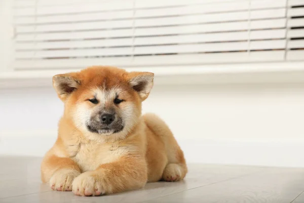 可爱的Akita Inu小狗在室内 小动物 — 图库照片