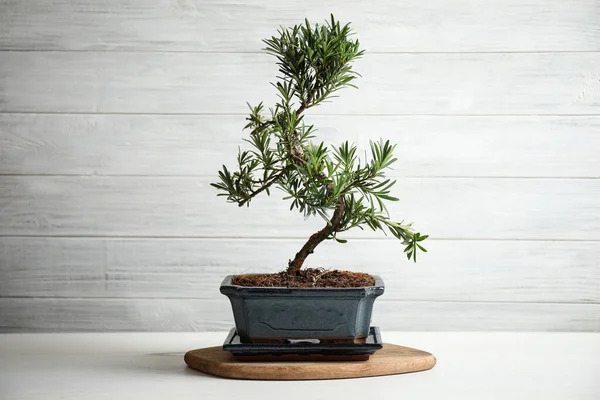 Japonská Bonsaj Rostlina Bílém Dřevěném Stole Vytváření Zenové Atmosféry Doma — Stock fotografie
