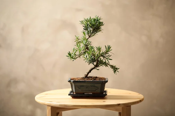 Pianta Bonsai Giapponese Tavolo Legno Creare Atmosfera Zen Casa — Foto Stock
