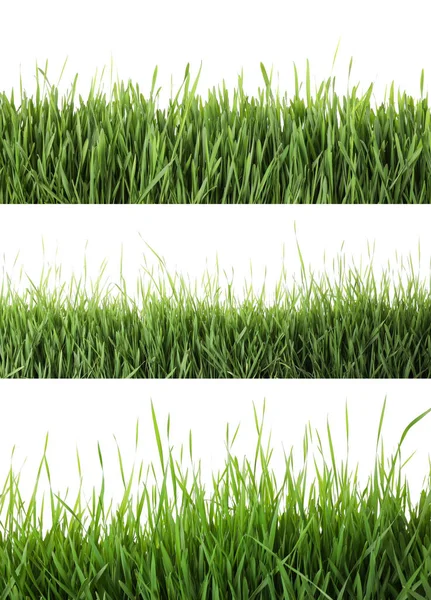 Collage Färskt Grönt Gräs Vit Bakgrund Vårsäsong — Stockfoto