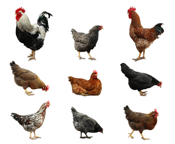 Collage with chickens and roosters on white background