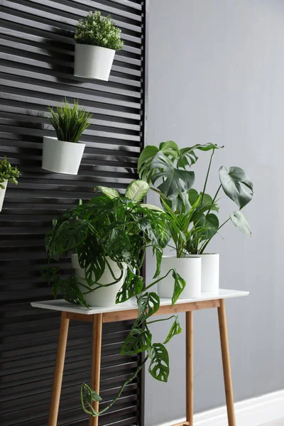 Plantes Sur Table Bois Dans Chambre Design Intérieur Élégant — Photo