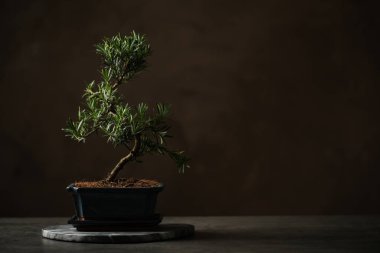 Japon bonsai bitkisi gri taş masada, yazı için yer var. Evde zen atmosferi oluşturuluyor